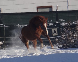 donnerheld